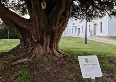 Ausrufung Schlosseibe Baruth: die Eibe nun mit der höchsten Auszeichnung in ihrem Leben