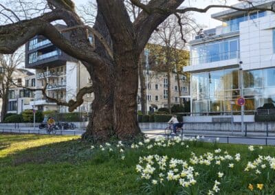Ausrufung Schnurbaum Hamburg: und der Baum in aufgeregter Feierlaune vorm großen Festakt