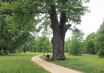 Steinbank-Eiche im Fürst-Pückler-Park Muskau: direkt am Oder/Neiße-Fernradwanderweg: schon vor 10 Jahren ein Stopp an der Eiche (von Görlitz nach Stettin)