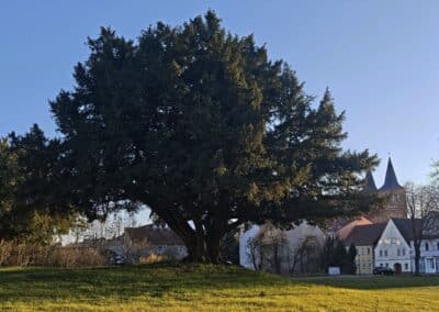 Ausrufung Schlosseibe Baruth: und mit ihrer prächtigen Krone in später Nachmittagsstimmung