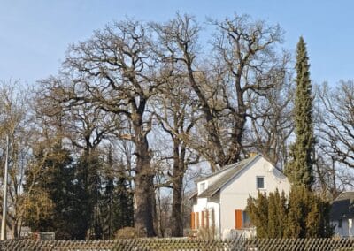 Steinbank-Eiche im Fürst-Pückler-Park Muskau: eindrucksvolle Uralteichen auch in der Umgebung des Parks (hier in Krauschwitz), wovon Pückler einige kaufte, um sie zu schützen