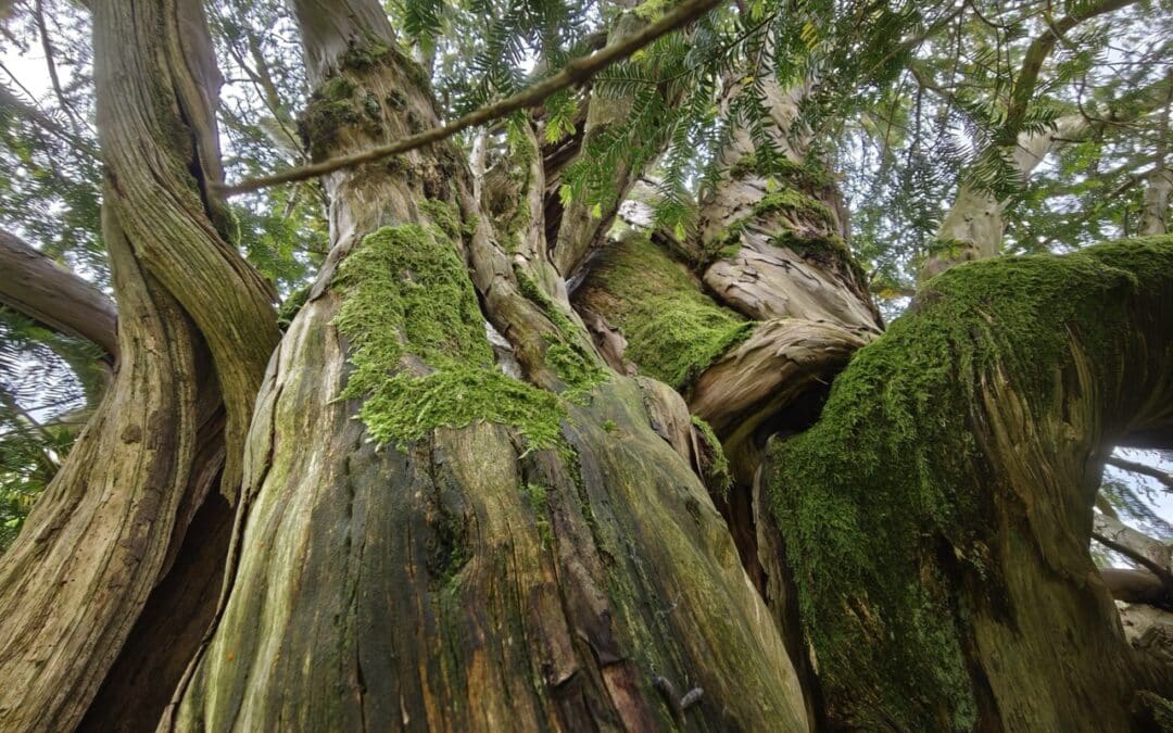 Ureibe bei Steibis (Oberstaufen, Oberallgäu, Bayern)