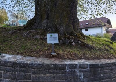 Ausrufung Dorflinde Harbach: auch dieser Baum nun als würdiger Vertreter des Landkreises Fulda mit dabei