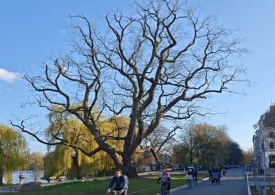 Ausrufung Schnurbaum Hamburg: Der wohl dickste Schnurbaum der Welt ist ja so stolz auf seinen neuen Titel, wie auch sehr viele Hamburger:innen und Baumverantwortliche.