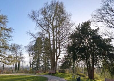 Starker Ginkgo in Bornheim-Roisdorf: Wenn man vom Eingangstor kommt, ist der dreistämmige Ginkgo rechts am Rundweg nicht zu übersehen.