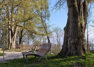 Starker Ginkgo in Bornheim-Roisdorf: und ihm gegenüber am Rundweg sein Bruder (links hinten)