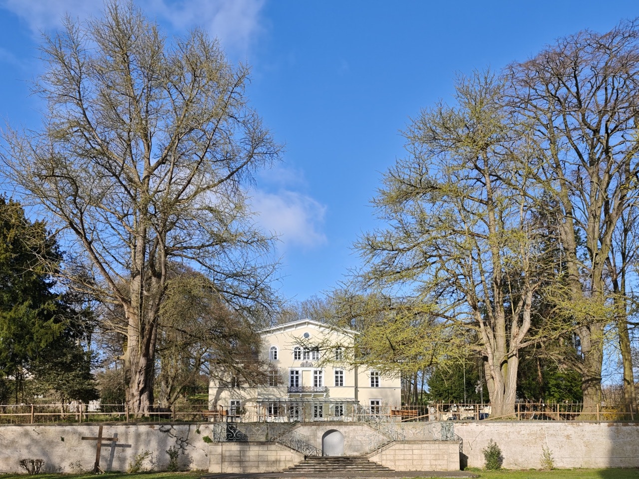 Starker Ginkgo in Bornheim-Roisdorf: den Park prägendes Ginkgopaar von der unteren Parkebene aus beiderseits oberhalb der Treppenanlage