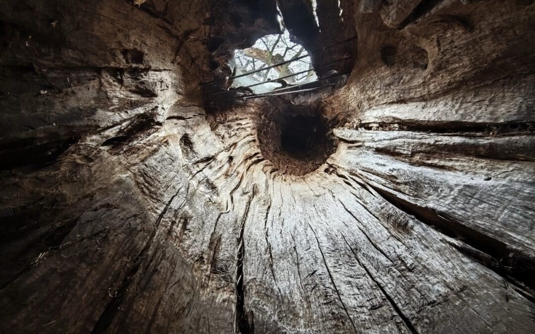 Dicke Eiche Endlichhofen (bei Nastätten, Rhein-Lahn-Kreis, Rheinland-Pfalz) als Nationalerbe-Baum ausgewählt