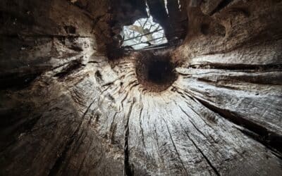 Dicke Eiche Endlichhofen (bei Nastätten, Rhein-Lahn-Kreis, Rheinland-Pfalz) als Nationalerbe-Baum ausgewählt