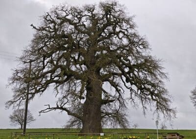 Dicke Eiche Endlichhofen: ästhetisch perfekte Krone in Osterstimmung
