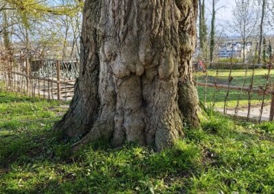Starker Ginkgo in Bornheim-Roisdorf: Stammbasis voller interessanter und prägnanter Wülste und Knollen