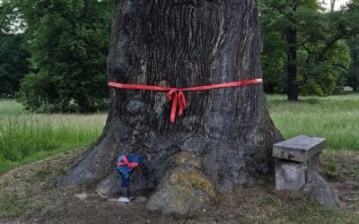 Erfolgreiche 60. Ausrufung der Steinbank-Eiche im Fürst Pückler-Park Bad Muskau (Oberlausitz, Sachsen)