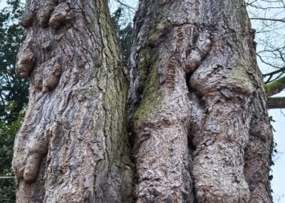 Starker Ginkgo in Bornheim-Roisdorf: höher am Stamm noch interessantere Ausstülpungen
