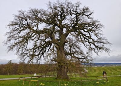 Dicke Eiche Endlichhofen: mit Blick nach Nordosten in die weitläufige Landschaft des rheinland-pfälzischen Hintertaunus