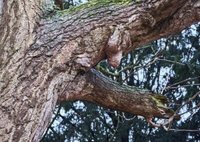 Starker Ginkgo in Bornheim-Roisdorf: und an der Unterseite des starken Astes oben rechts beginnende ChiChi-Bildung