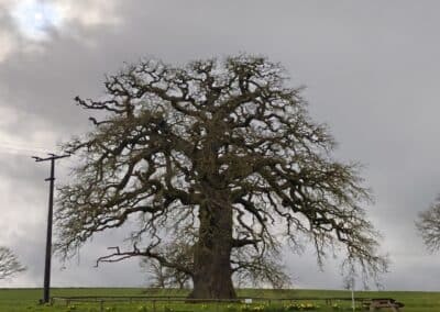Dicke Eiche Endlichhofen: Aussehen wie in einem Bild von Caspar David Friedrich vor 200 Jahren mit Sonnenscheibe (o.l.)
