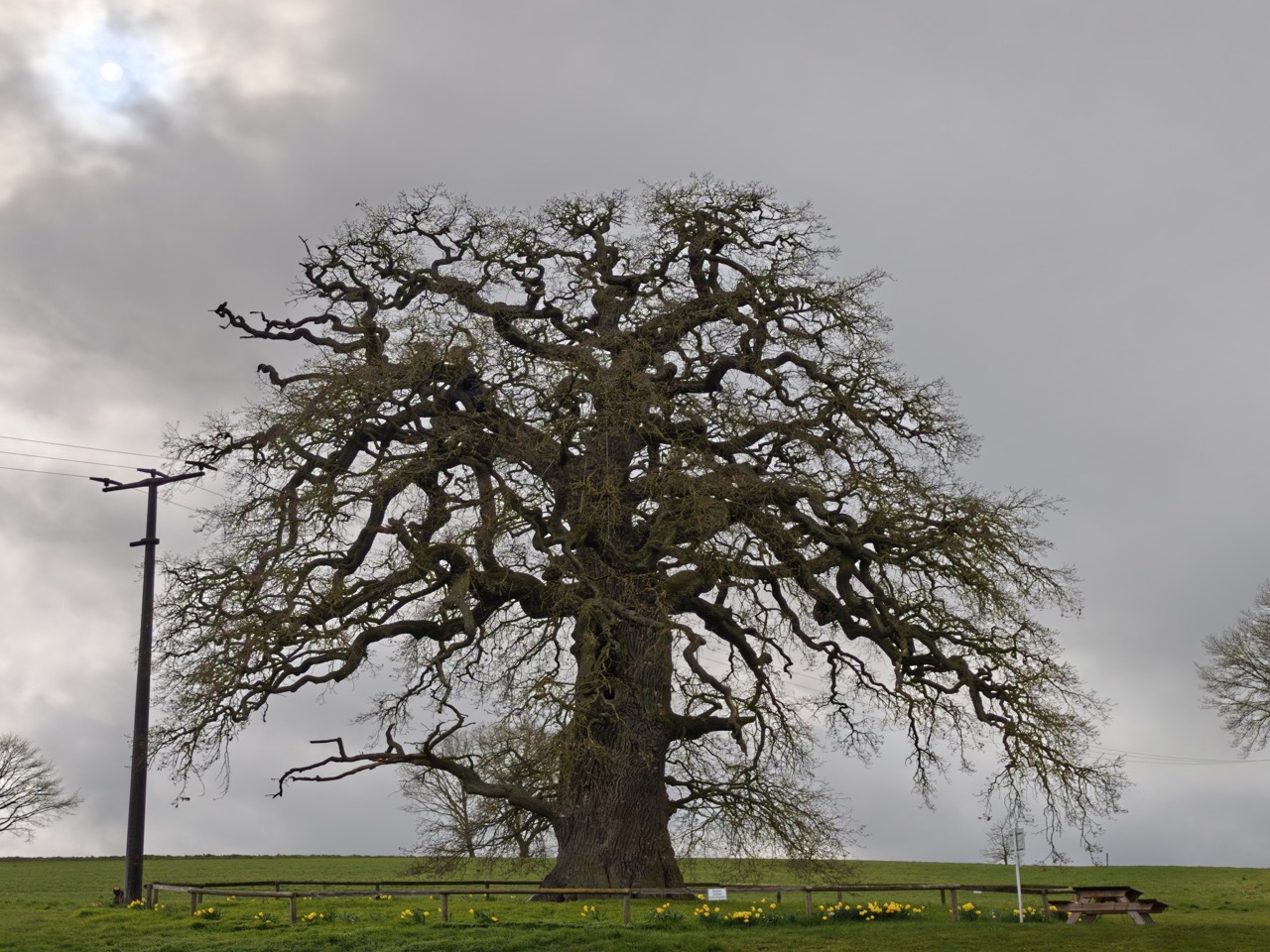 Dicke Eiche Endlichhofen: Aussehen wie in einem Bild von Caspar David Friedrich vor 200 Jahren mit Sonnenscheibe (o.l.)