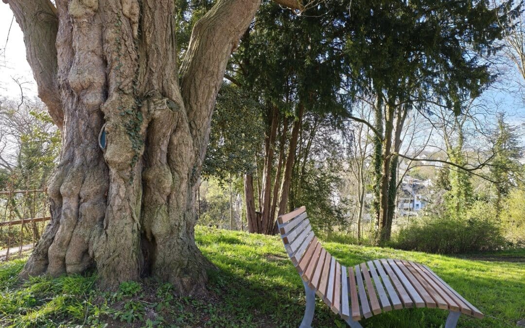 Besonders schöner Ginkgo in Bornheim-Roisdorf bei Bonn wird Nationalerbe-Baum