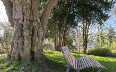 Besonders schöner Ginkgo in Bornheim-Roisdorf bei Bonn wird Nationalerbe-Baum