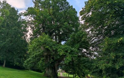 Schlosspark-Eiche Putbus (Rügen, MV) als Nationalerbe-Baum ausgewählt