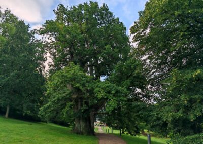 Ausrufung Schlosspark-Eiche Putbus: Wenn man vom Markt kommt, kann man die beiden Eichen in der Parklandschaft nicht übersehen.
