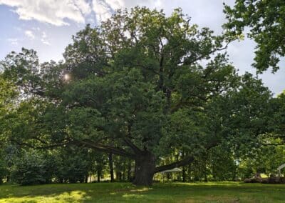 Ausrufung der Großen Eiche am Gutshof Lindstedt: die Große Eiche im Gut Lindstedt am Vorabend der Feier – alles perfekt