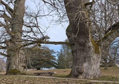 Ausrufung Schlosspark-Eiche Putbus: das imposante Eichenpaar mit Bank am Weg, rechts die von uns ausgewählte