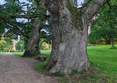 Ausrufung Schlosspark-Eiche Putbus: mit ihrem beeindruckenden, weitgehend geschlossenen Stamm
