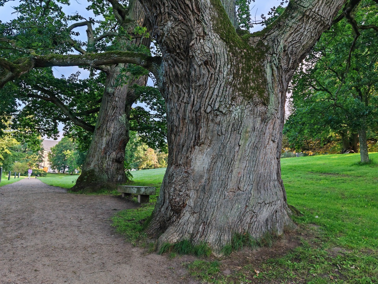 Ausrufung Schlosspark-Eiche Putbus: mit ihrem beeindruckenden, weitgehend geschlossenen Stamm