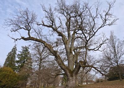 Ausrufung Schlosspark-Eiche Putbus: und großer ausladender Krone