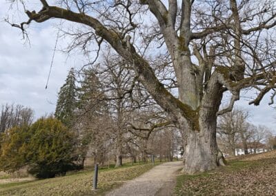 Ausrufung Schlosspark-Eiche Putbus: Stammaufteilung in 3 Stämmlinge in etwa 6 m Höhe