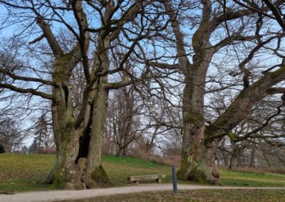 Ausrufung Schlosspark-Eiche Putbus: Der linke Baum – auch als 'Hohle Eiche' bezeichnet – war früher ausgemauert.