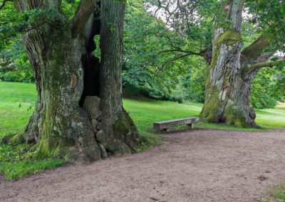 Ausrufung Schlosspark-Eiche Putbus: ihr Stamm heute fragmentiert und mit "Durchblick"