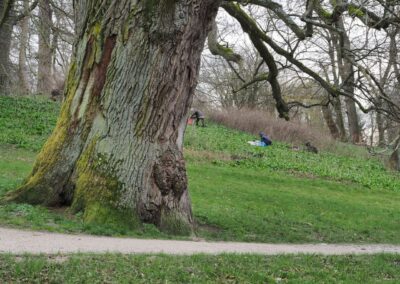Ausrufung Schlosspark-Eiche Putbus: kontrollierte Bärlauchernte im März in Eichennähe für gastronomische Zwecke