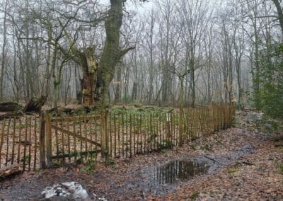 Friederiken-Eiche im Hasbruch: die Friederikeneiche, wenn man ankommt: eingezäunt zum Schutz vor herabfallenden Ästen