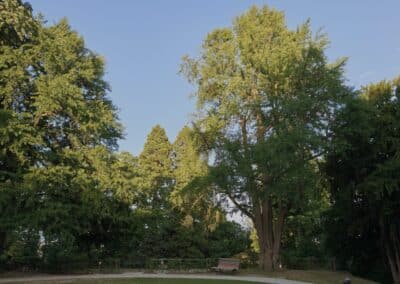 Ausrufung des starken Ginkgos in Bornheim: der Ehrenbaum am Vortag seiner Ausrufung in der Abendsonne (rechts am Rundweg)