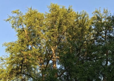 Ausrufung des starken Ginkgos in Bornheim: mit seiner mächtigen Krone, die durch sein Alter zustande kommt