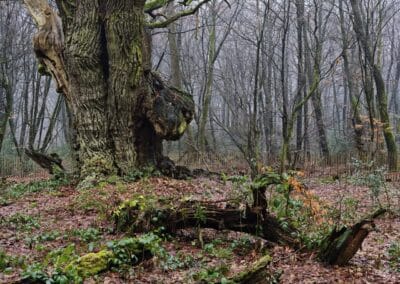 Friederiken-Eiche im Hasbruch: natürliche Abläufe: Teile des Baumes liegen um den Stamm herum am Boden