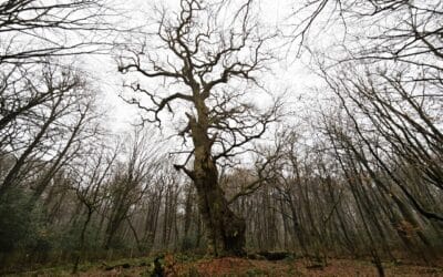 Friederiken-Eiche im Hasbruch (bei Delmenhorst, Niedersachsen) wird Nationalerbe-Baum