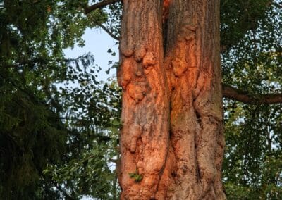 Ausrufung des starken Ginkgos in Bornheim: Anstrahlung der sehr merkwürdigen Stammstrukturen von der frühen Morgensonne