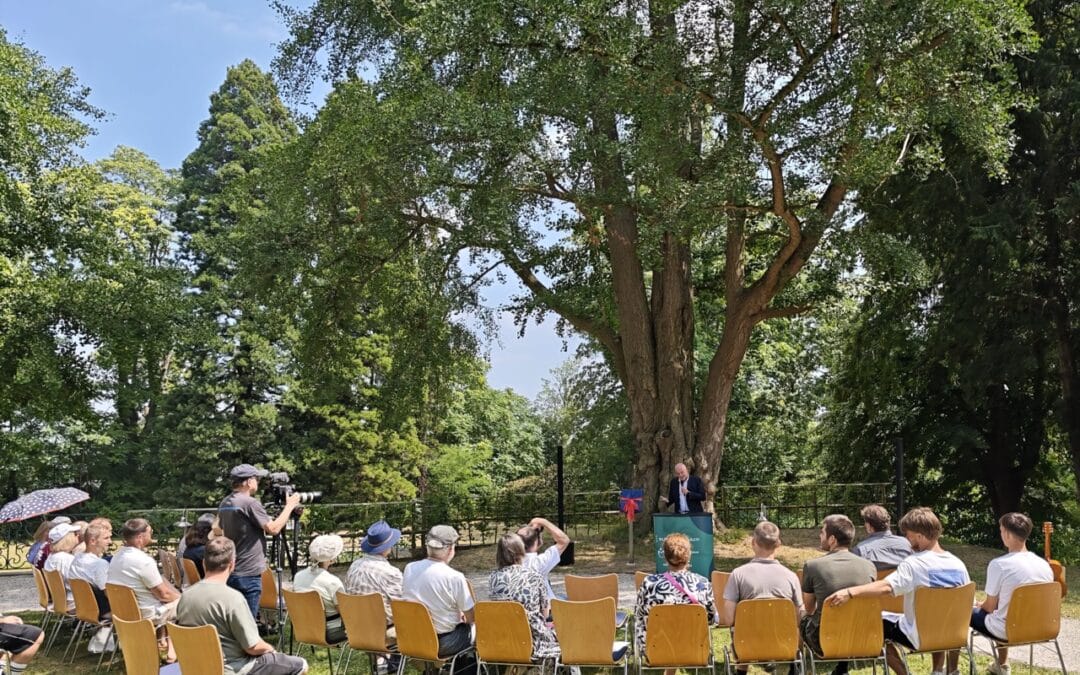 Bewegende Ausrufung des starken Ginkgos in Bornheim bei Bonn (NRW)