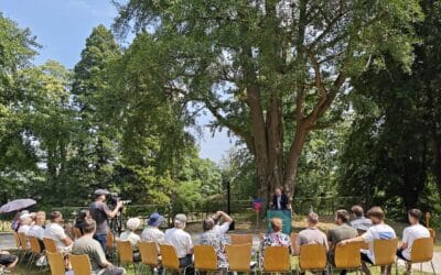 Bewegende Ausrufung des starken Ginkgos in Bornheim bei Bonn (NRW)