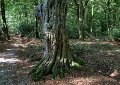 Friederiken-Eiche im Hasbruch: unbedingt noch weiter im eindrucksvollen "Urwald" umsehen: z,B. nach imposanten Hainbuchen