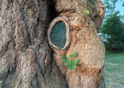 Ausrufung des starken Ginkgos in Bornheim: Ein bisschen Kunst darf sein, und der zarte Austrieb aus der dicken Borke lässt einen staunen.