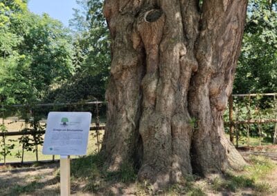 Ausrufung des starken Ginkgos in Bornheim: stolzer 65. Nationalerbe-Baum Deutschlands mit seiner neuen Ehrentafel