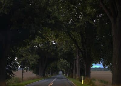 Ausrufung der Schlosspark-Eiche Fürstin Luise in Putbus: angekommen auf Rügen, die vielen Tunnelalleen für jeden Baumliebhaber ein aufregendes Erlebnis