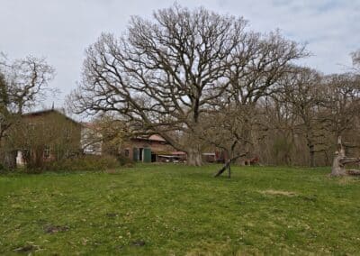 Hofeiche Klostersee: Blick aus dem hinteren Gartenbereich auf den enorm riesigen Baum