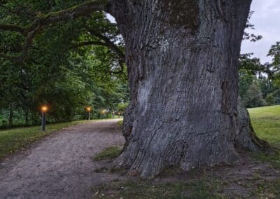 Ausrufung der Schlosspark-Eiche Fürstin Luise in Putbus: der Weg zur Schlosspark-Eiche nachts sogar beleuchtet (wer sich da wohl an der Eiche trifft?)