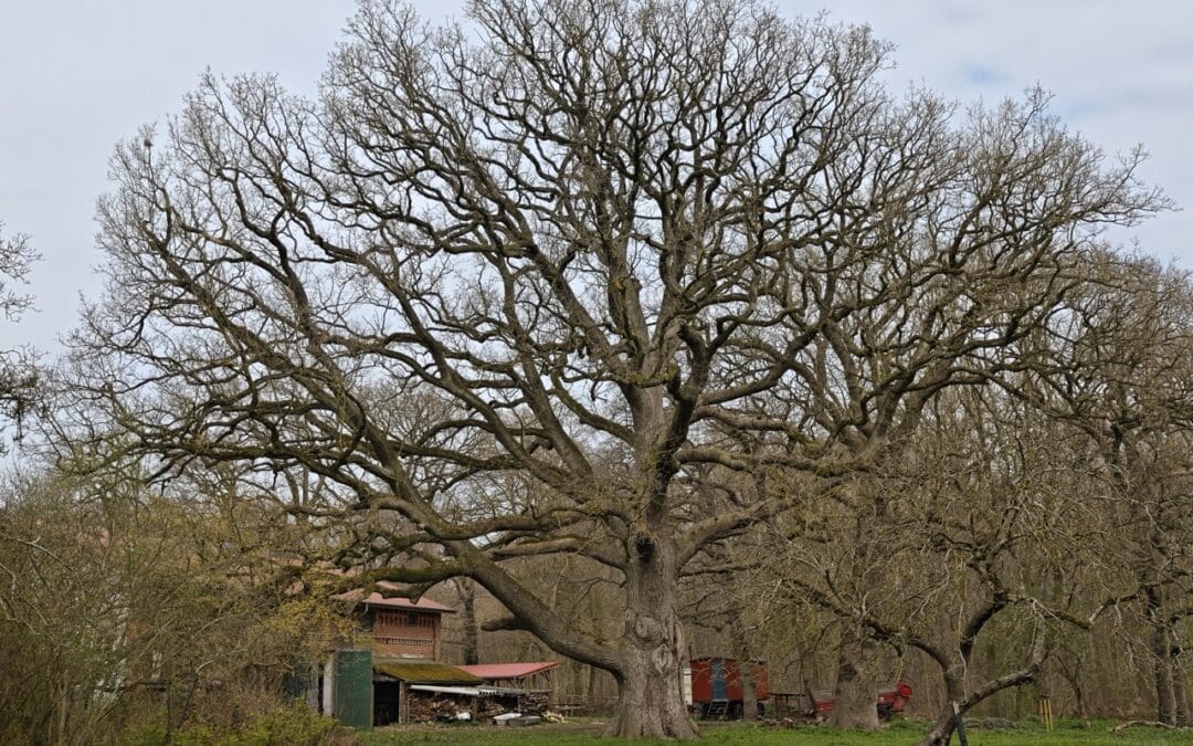 Eiche im Hofpark vom Gut Klostersee bei Grömitz (Kreis Ostholstein)