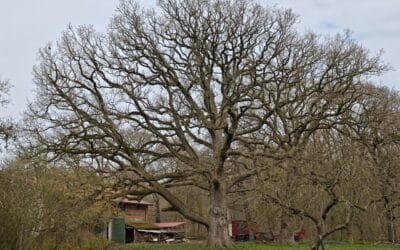 Hofeiche Klostersee (bei Grömitz, Ostholstein) wird Nationalerbe-Baum